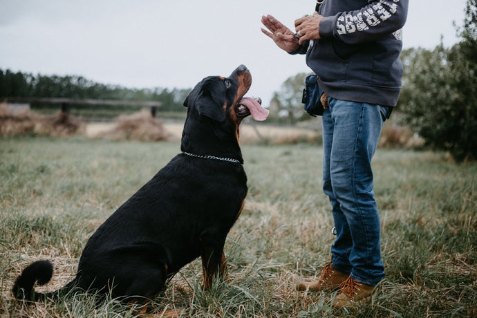 Which Type of Training is Right For You and Your Dog?