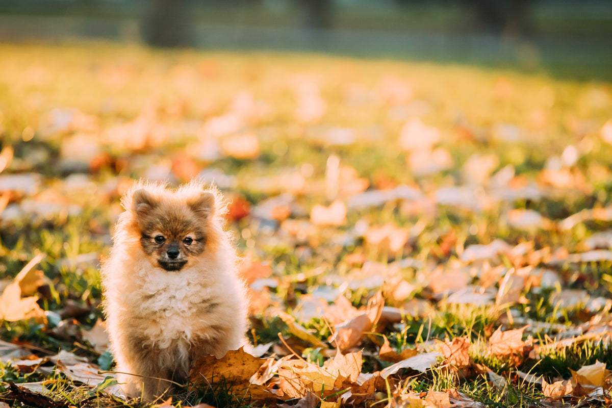 What is the Best Thing to Give a Dog that Itches All the Time? PetScy