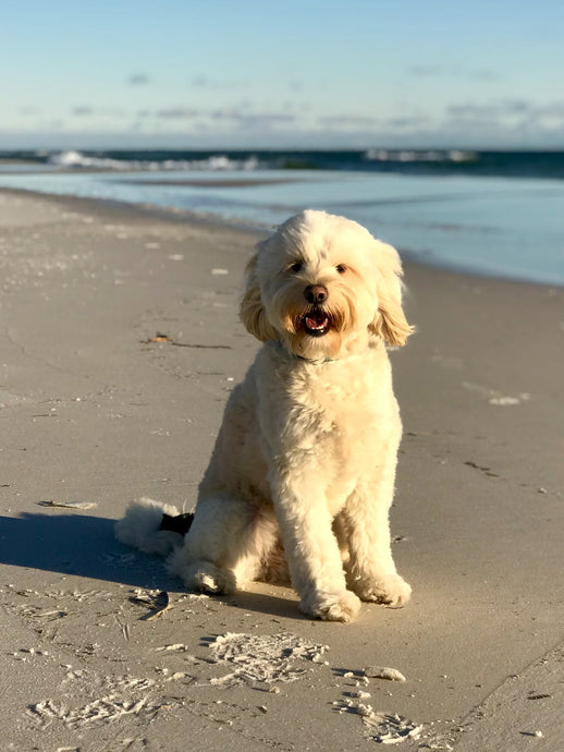 Dog Beach Days!