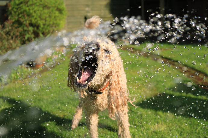 Keeping your dog safe from Summer Heat