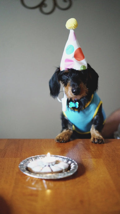 Planning an awesome party for your dog.