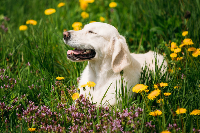 Does Omega 3 help dogs with itching?