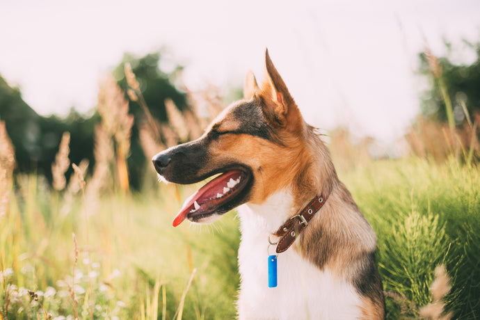 What is the #1 vet recommended hip and joint supplement for dogs?