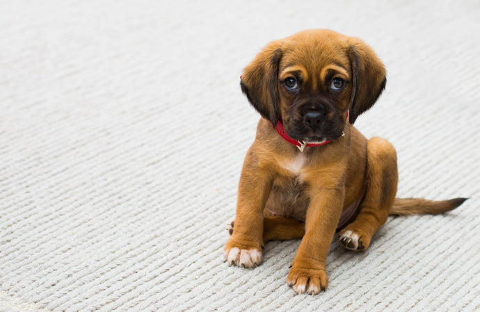 Are You Prepared to Adopt a Puppy?