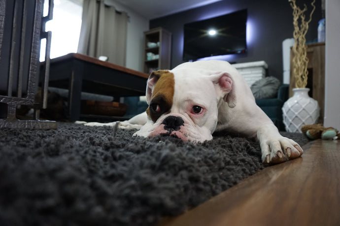 Dog Separation Anxiety Tips